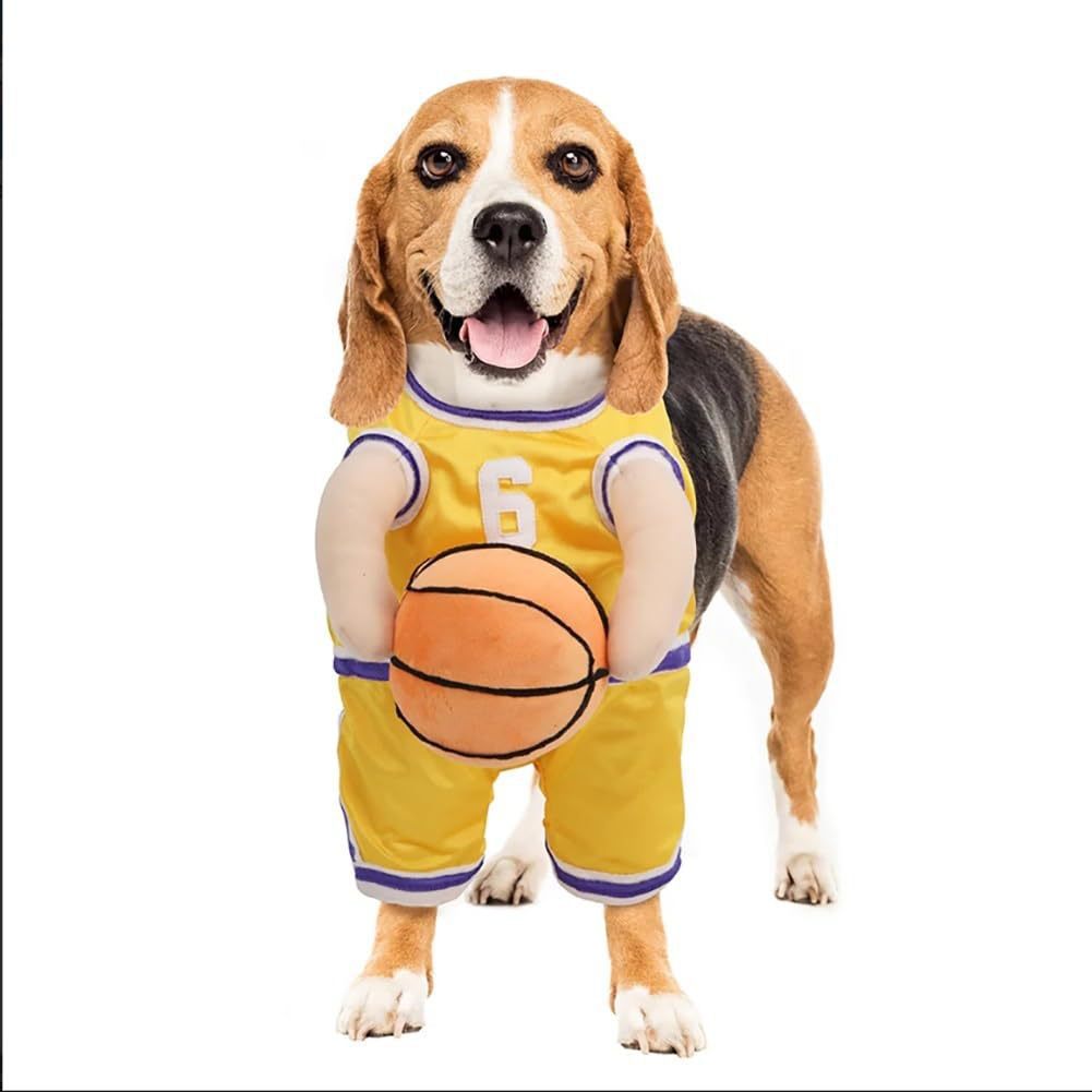 Beagle wearing yellow and purple SlamDunk dog basketball costume jersey holding a basketball, studio photo